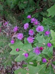 Vernonia acaulis