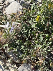 Ipomoea lindheimeri