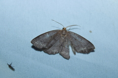 Lambdina pellucidaria