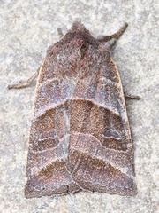 Eupsilia devia