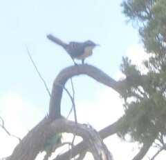 Pomatostomus ruficeps