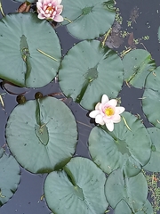Nymphaea × marliacea