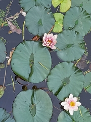 Nymphaea × marliacea