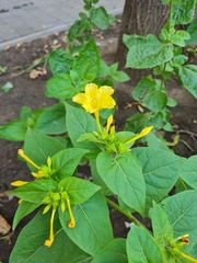 Mirabilis jalapa