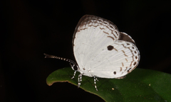 Neopithecops zalmora