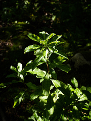 Rhododendron