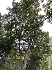 Arbutus canariensis