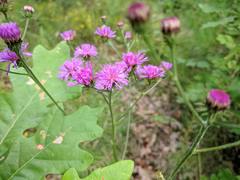 Vernonia acaulis