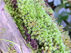 Ptychostomum capillare