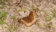 Euthalia monina kesava