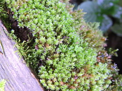 Ptychostomum capillare
