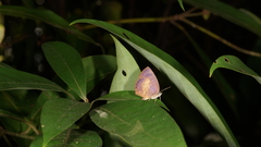 Arhopala perimuta