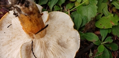 Tricholoma aurantium