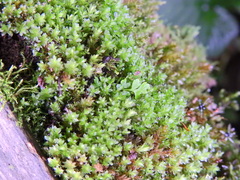 Ptychostomum capillare