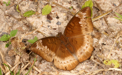 Euthalia monina kesava