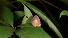 Arhopala perimuta