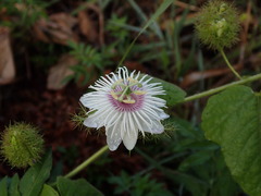 Passiflora vesicaria