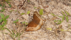 Euthalia monina kesava