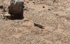 Sphingonotus rubescens