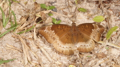 Euthalia monina kesava