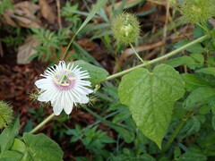 Passiflora vesicaria