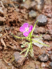 Drosera indica