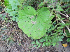Acidia cognata