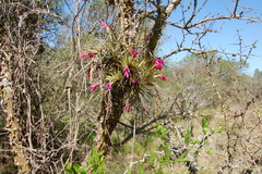 Tillandsia aeranthos