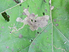 Acidia cognata