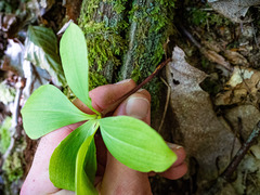 Isotria verticillata