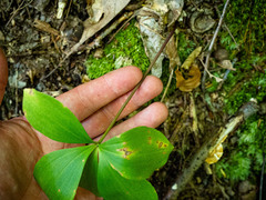 Isotria verticillata