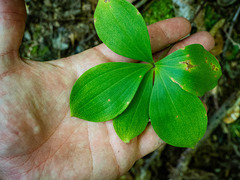 Isotria verticillata