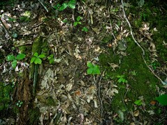 Isotria verticillata