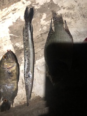 Boulengerella maculata