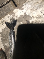 Boulengerella maculata