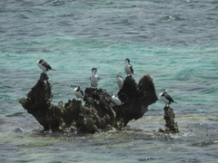 Phalacrocorax varius