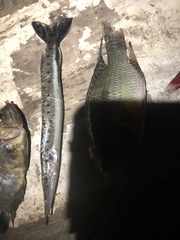 Boulengerella maculata