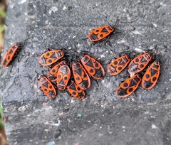 Pyrrhocoris apterus