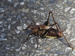 Paratlanticus ussuriensis