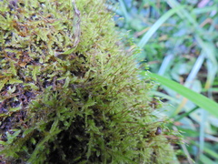 Rhynchostegium confertum