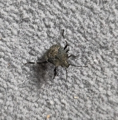 Halyomorpha halys