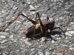 Paratlanticus ussuriensis