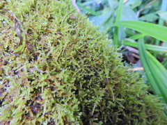 Rhynchostegium confertum