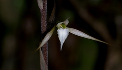 Eltroplectris calcarata
