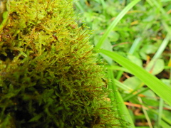 Rhynchostegium confertum