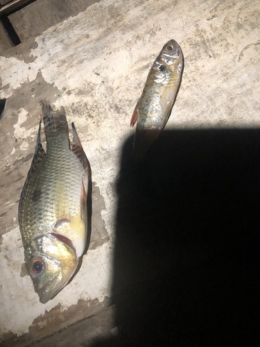 River patwa (Chaetobranchus flavescens) — Cichlidae