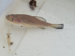 Aphredoderus sayanus