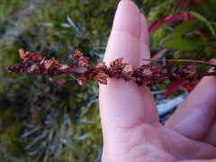 Rumex arcticus