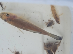 Aphredoderus sayanus