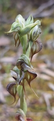 Pterostylis lepida